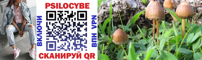 Купить закладки  Торжок  Псилоцибиновые грибы Cubensis 